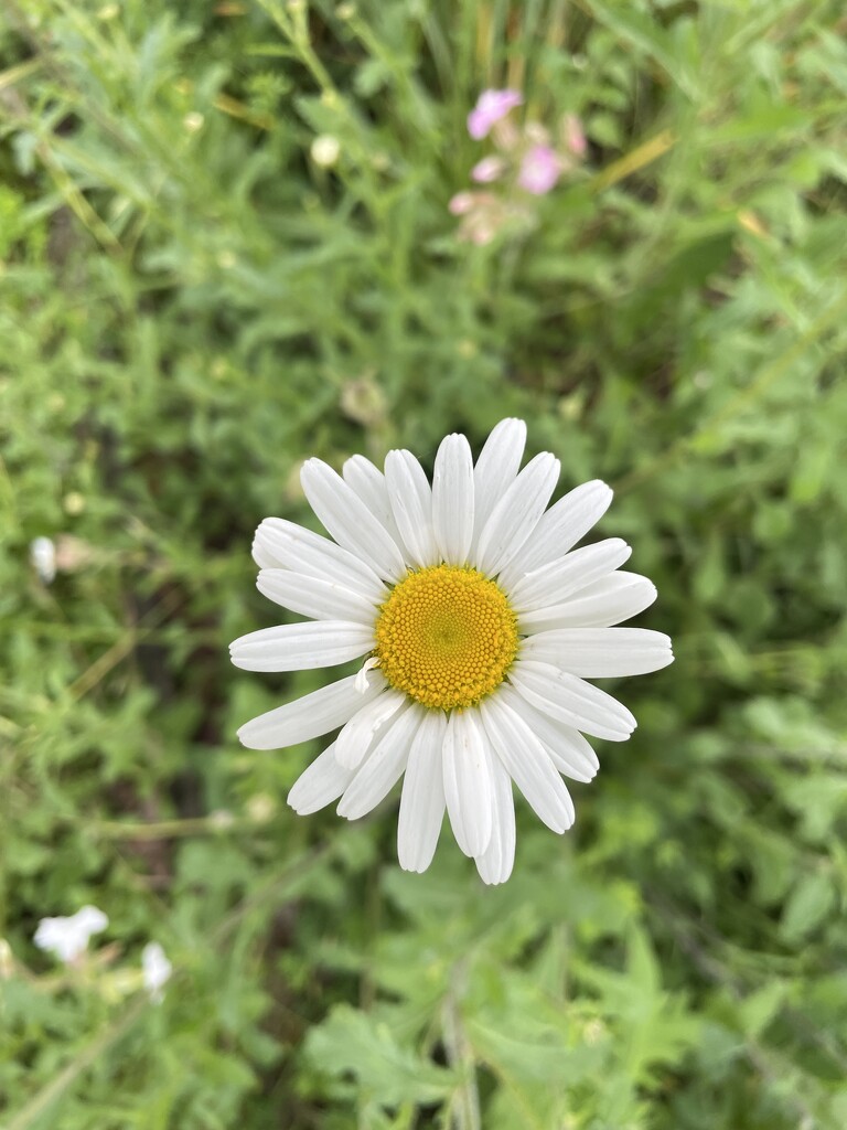 Daisy by sshoe