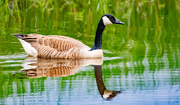 25th May 2024 - Canada Goose