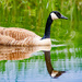 Canada Goose by lifeat60degrees