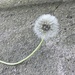 Dandelion with Very Long Stalk
