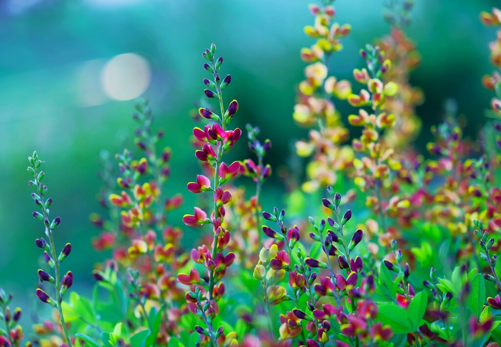 Colorful Plant by lynnz