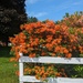 Orange Flower Bush by julie