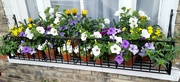 25th May 2024 - Window box flowers