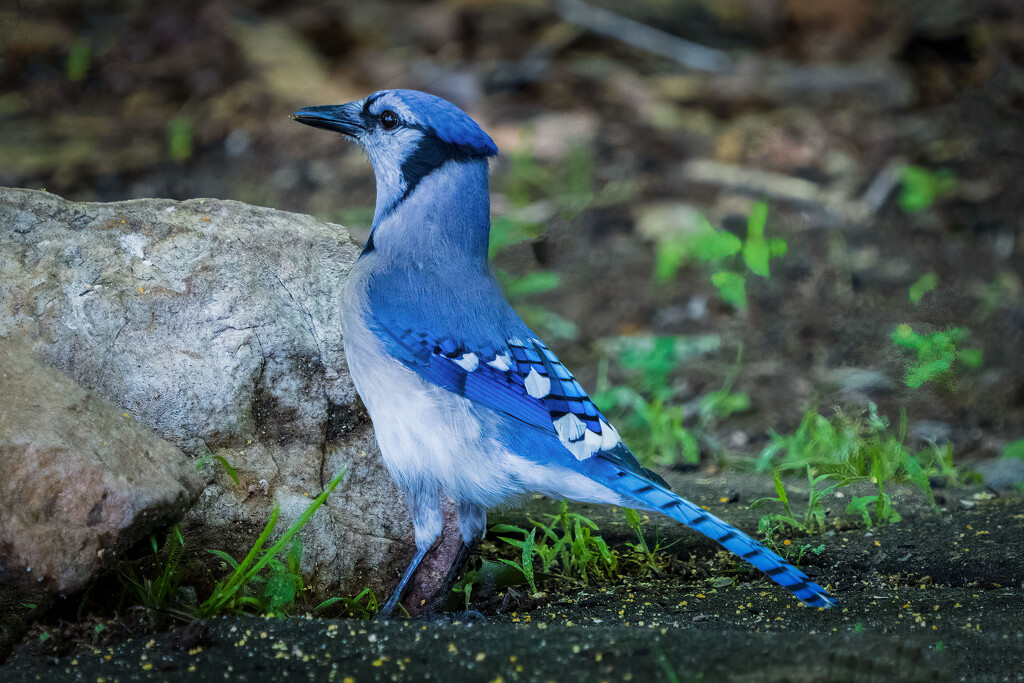 Blue Jay by kvphoto