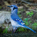 Blue Jay by kvphoto