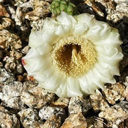 24th May 2024 - 5 24 Saguaro flower 