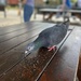 greedy pigeon by cam365pix