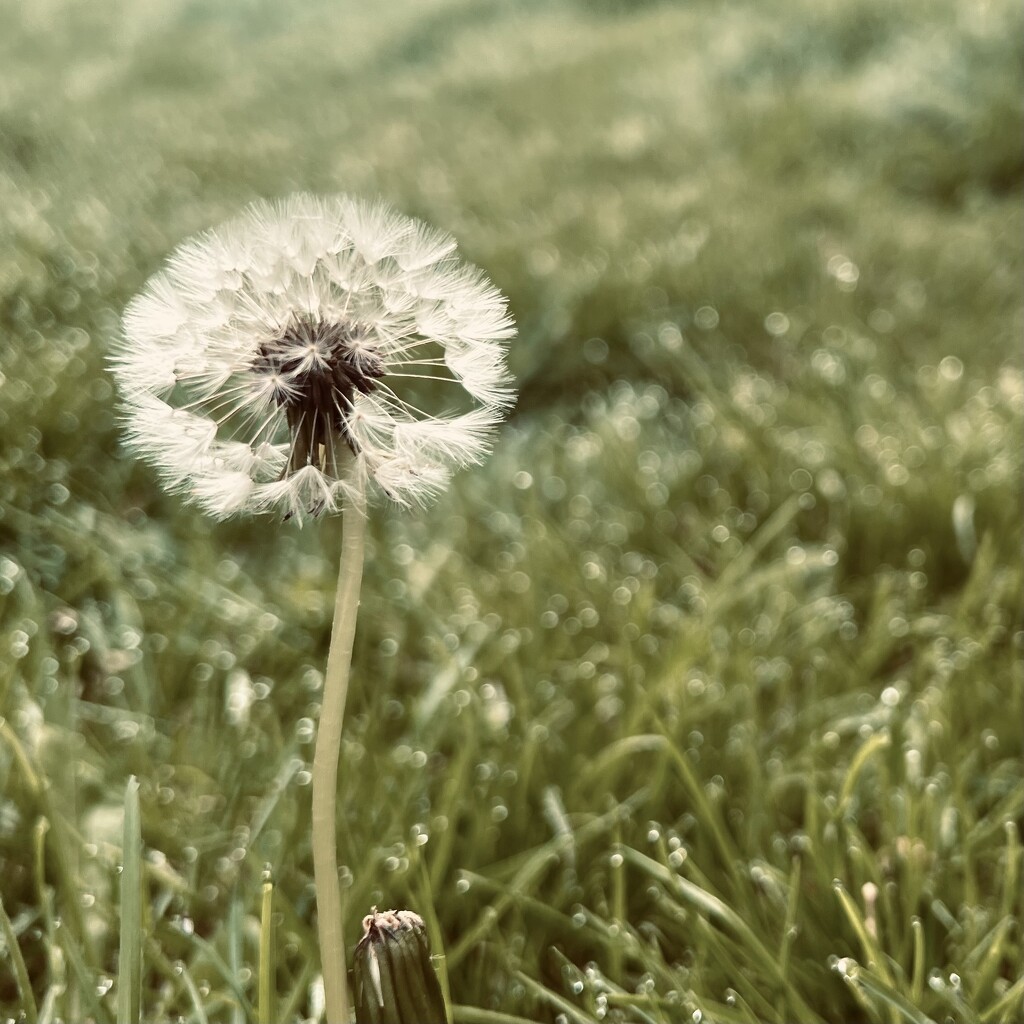 Dandelion Clock by chrispenfold