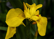 25th May 2024 - Wild Yellow Iris