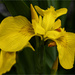Wild Yellow Iris by pcoulson