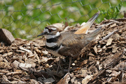 25th May 2024 - Killdeer Mom