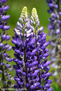 24th May 2024 - Lupines