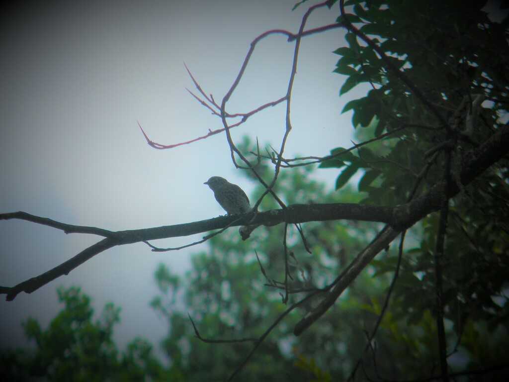 Bluebird on Neighbor's Tree  by sfeldphotos