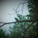 Bluebird on Neighbor's Tree 