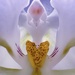 The Ghostly Interior of a Moth Orchid