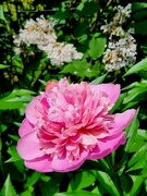 25th May 2024 - Peony with a Hint of Lilac