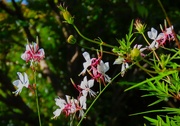 26th May 2024 -   Gaura (Oenothera) lindheimeri Whirling Butterflies ~ 