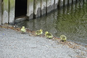 25th May 2024 - four on the shore