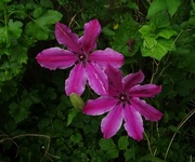 25th May 2024 - unexpected clematis