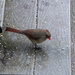 Female cardinal by joansmor