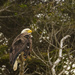 Bald Eagle Watching  by jgpittenger