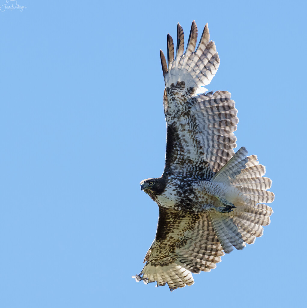 Hawk Flying Overhead by jgpittenger