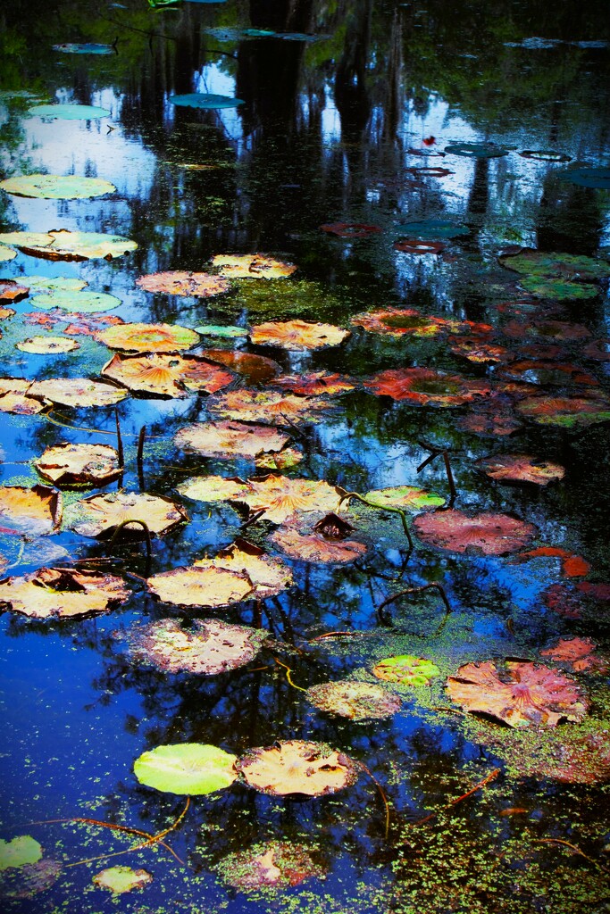 Swamp by photohoot