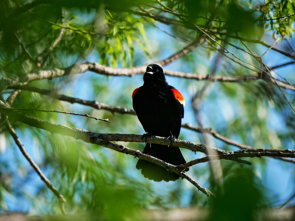 Male Red-winged Blackbird by ljmanning
