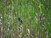 25th May 2024 - Female Red-winged Blackbird