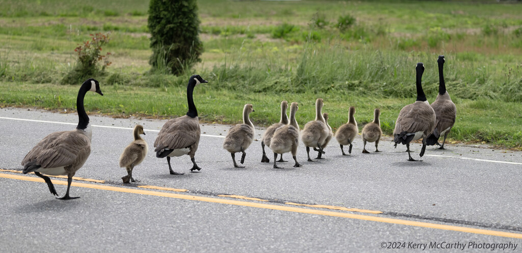 Why did the geese cross the road? by mccarth1