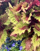 22nd May 2024 - Coleus
