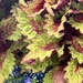 Coleus by calm