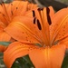 My Lilies are Blooming!   by calm