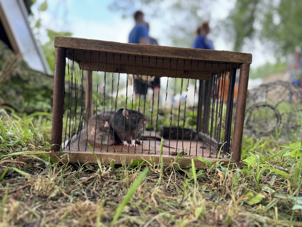 Rat-catch by blackmutts