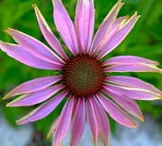 24th May 2024 - First Coneflower