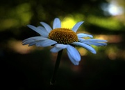 25th May 2024 - Daisy in the Shade