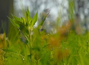 13th May 2024 - Weeds and Morning Light