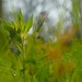 Weeds and Morning Light by lynnz