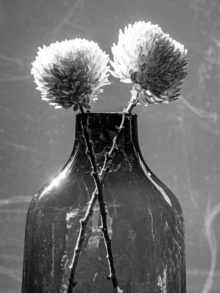 Chrysanthemum B&W @nannasgotitgoingon by nannasgotitgoingon