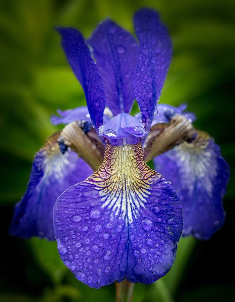 Iris in the Rain by cdcook48