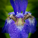Iris in the Rain by cdcook48