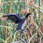 26th May 2024 - anigif of the crazy cormorant