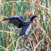 anigif of the crazy cormorant