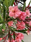 25th May 2024 - Oleander