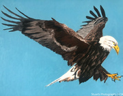 26th May 2024 - Bald eagle (painting)