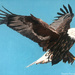 Bald eagle (painting)