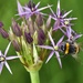 Bee by casablanca