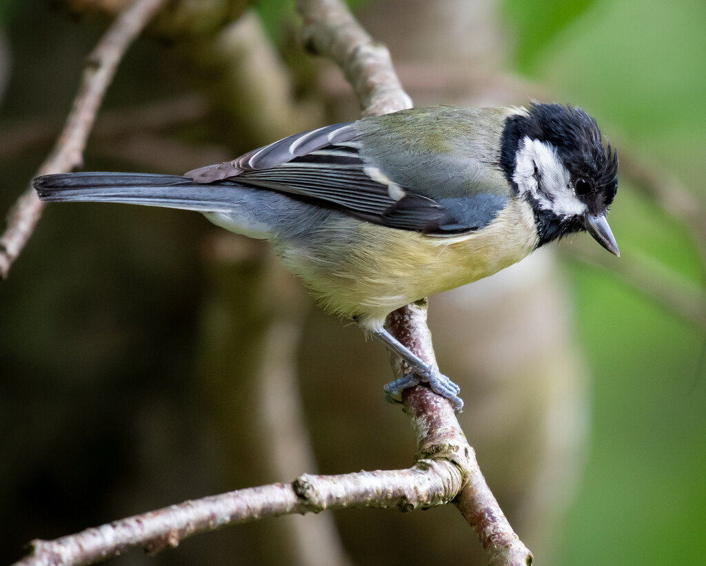 Great Tit by anncooke76