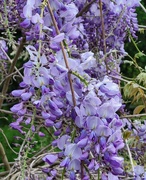 17th May 2024 - Wisteria