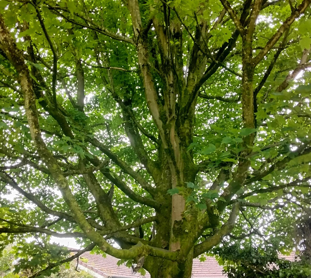 Sycamore tree. Eachill Gardens. Rishton.  by grace55